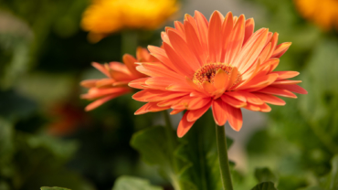 Gerbera