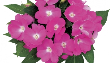 Impatiens