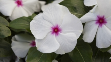 Vinca