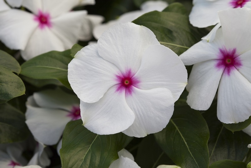 Vinca