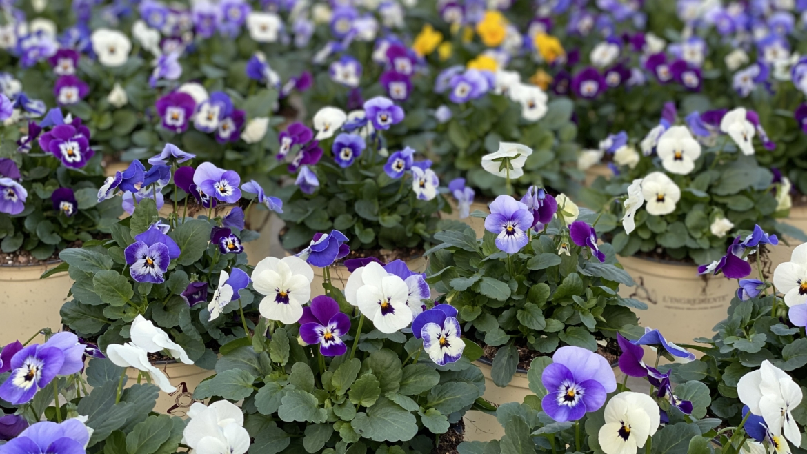 Viola cornuta tris